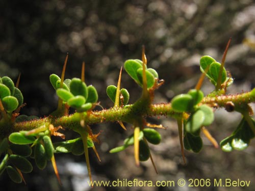 Caesalpinia brevifoliaの写真