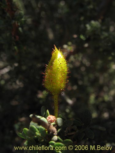 Image of Caesalpinia brevifolia (Algarobilla). Click to enlarge parts of image.