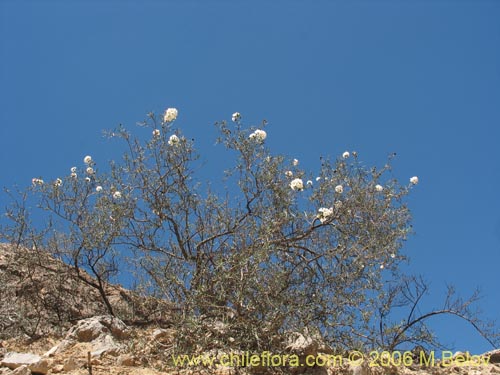 Image of Cordia decandra (Carboncillo / CarbÃ³n). Click to enlarge parts of image.