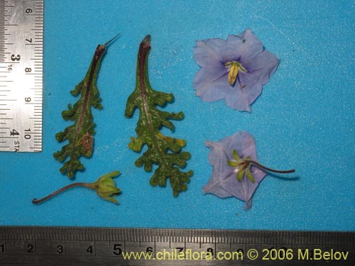 Image of Solanum sp. #1524 (). Click to enlarge parts of image.