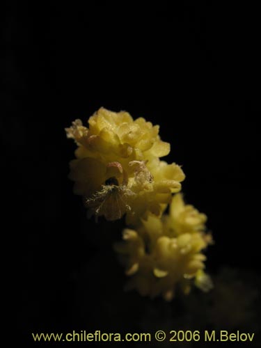 Image of Valeriana obtusifolia (). Click to enlarge parts of image.
