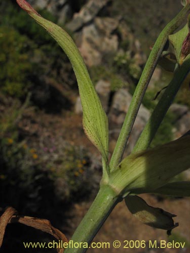 Bild von Alstroemeria magnifica ssp. magenta (Alstroemeria). Klicken Sie, um den Ausschnitt zu vergrössern.