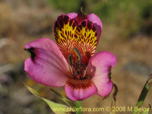 Imágen de Alstroemeria magnifica ssp. magenta (Alstroemeria). Haga un clic para aumentar parte de imágen.