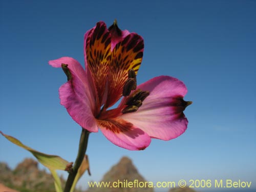 Bild von Alstroemeria magnifica ssp. magenta (Alstroemeria). Klicken Sie, um den Ausschnitt zu vergrössern.