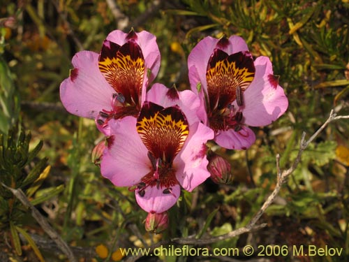 Image of Alstroemeria magnifica ssp. magenta (Alstroemeria). Click to enlarge parts of image.