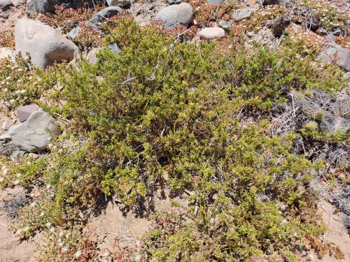 Image of Unidentified Plant sp. #3060 (). Click to enlarge parts of image.