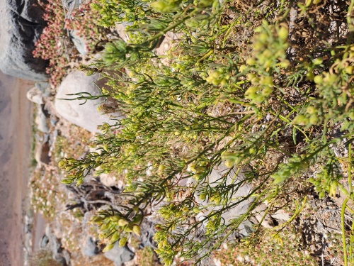 Image of Unidentified Plant sp. #3060 (). Click to enlarge parts of image.