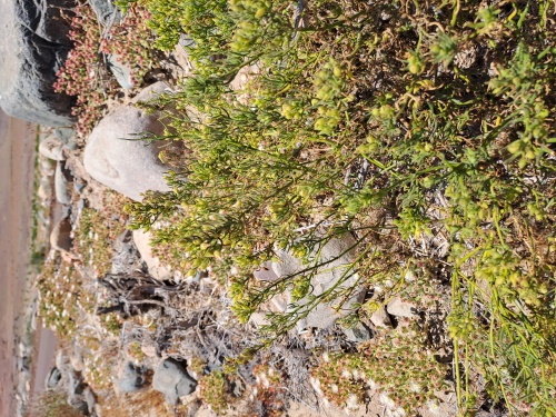 Image of Unidentified Plant sp. #3060 (). Click to enlarge parts of image.