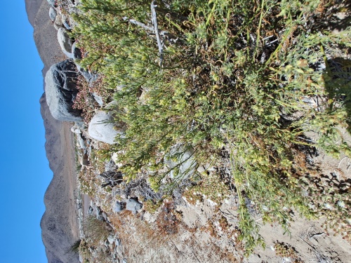 Image of Unidentified Plant sp. #3060 (). Click to enlarge parts of image.