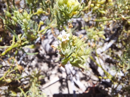 Image of Unidentified Plant sp. #3060 (). Click to enlarge parts of image.