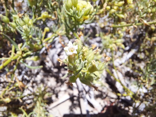 Image of Unidentified Plant sp. #3060 (). Click to enlarge parts of image.