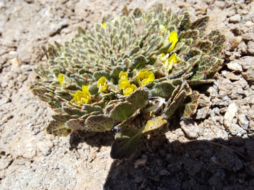 Image of Viola sp. #3061 (). Click to enlarge parts of image.