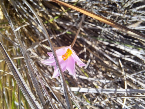Image of Calandrinia sp. #3021 (). Click to enlarge parts of image.