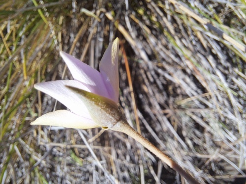 Calandrinia sp. #3021の写真