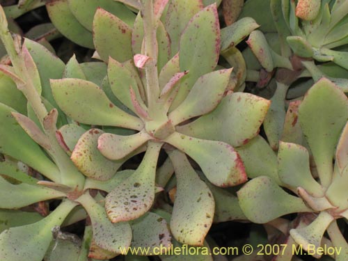 Imágen de Cistanthe grandiflora (). Haga un clic para aumentar parte de imágen.