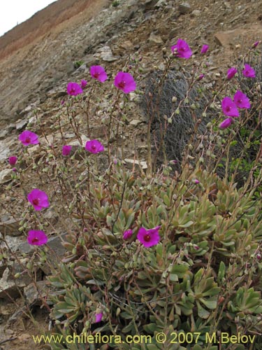 Image of Cistanthe grandiflora (). Click to enlarge parts of image.