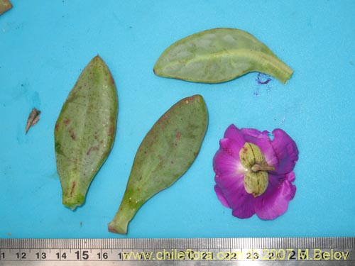 Image of Cistanthe grandiflora (). Click to enlarge parts of image.