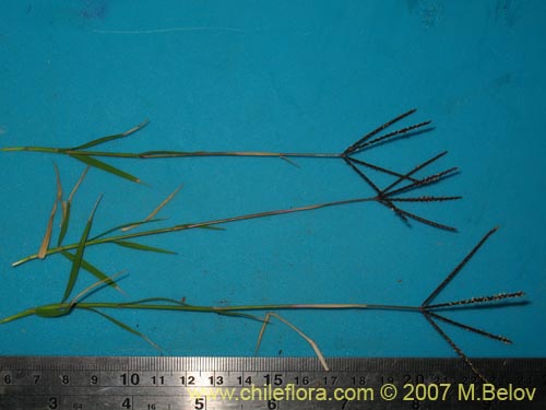 Image of Poaceae sp. #2452 (). Click to enlarge parts of image.