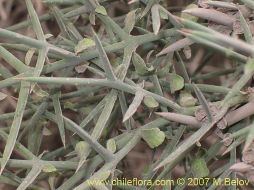 Image of Colletia sp. #1360 (). Click to enlarge parts of image.