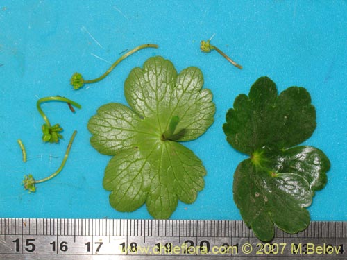 Image of Hydrocotyle ranunculoides (). Click to enlarge parts of image.