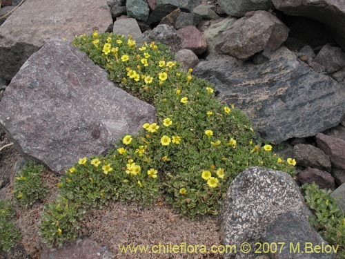 Image of Oxalis sp. #7181 (). Click to enlarge parts of image.
