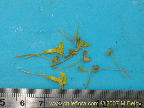 Image of Oxalis sp. #7181 (). Click to enlarge parts of image.