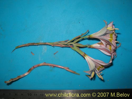 Alstroemeria pallida의 사진