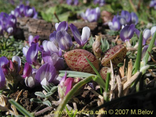 Image of Fabaceae sp. #1017 (). Click to enlarge parts of image.