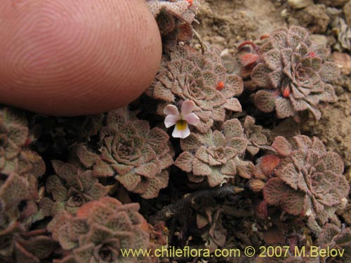 Image of Viola philippii (). Click to enlarge parts of image.