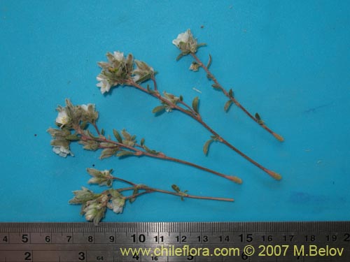 Image of Portulacaceae sp. #1787 (). Click to enlarge parts of image.