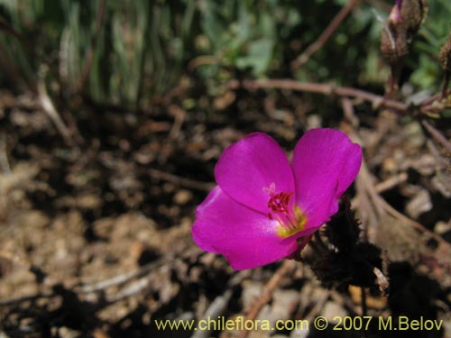 Image of Calandrinia sp. #8705 (). Click to enlarge parts of image.