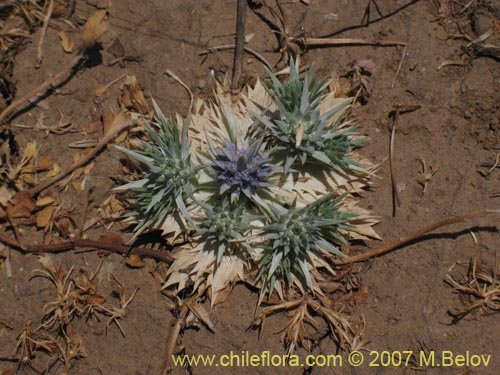 Image of Eryngium sp. #1052 (). Click to enlarge parts of image.