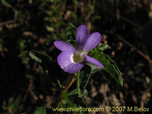 Descripción e imágenes de Viola portalesia (Violeta arbustiva), una planta  chilena nativa, suministrado por el proveedor de las semillas chilenas  nativas, Chileflora.com