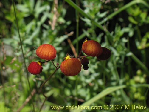 Image of Calceolaria arachnoidea (). Click to enlarge parts of image.