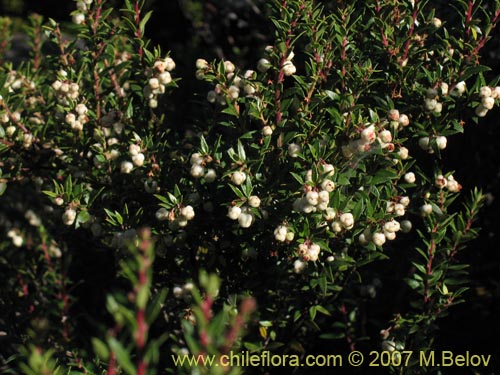 Bild von Gaultheria phillyreifolia var. alba (). Klicken Sie, um den Ausschnitt zu vergrössern.