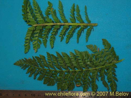 Imágen de Planta no identificada (Fern) sp. #3193 (). Haga un clic para aumentar parte de imágen.