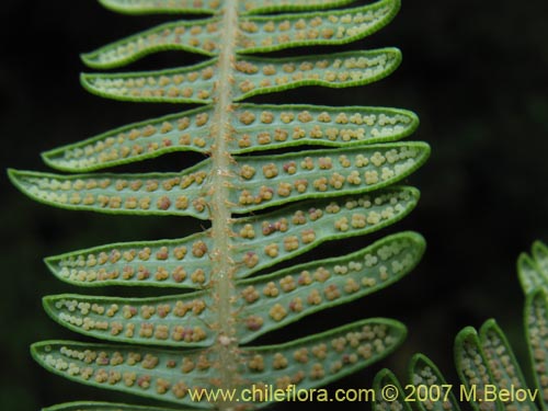 Image of Gleichenia squamulosa (Hierb a loza / Palmita). Click to enlarge parts of image.
