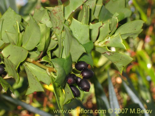 Image of Griselinia jodinifolia (Tribillo). Click to enlarge parts of image.
