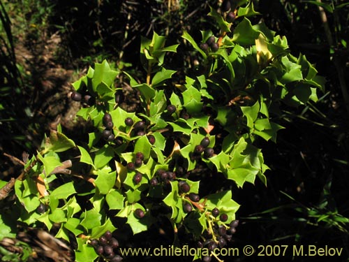 Image of Griselinia jodinifolia (Tribillo). Click to enlarge parts of image.