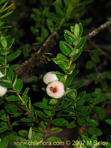 Image of Gaultheria sp. #2182 (). Click to enlarge parts of image.