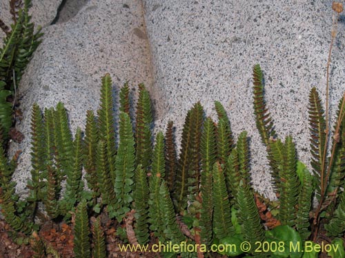 Image of Polystichum andinum (). Click to enlarge parts of image.