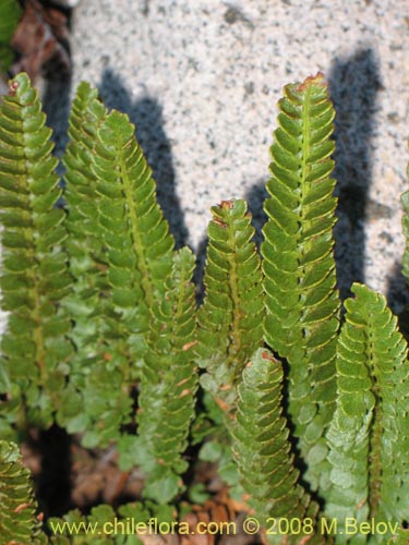 Image of Polystichum andinum (). Click to enlarge parts of image.