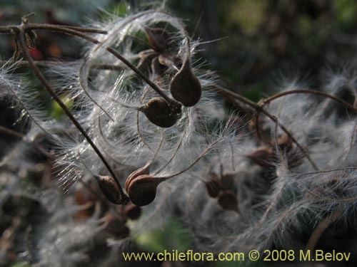 Image of Clematis sp. #1036 (). Click to enlarge parts of image.