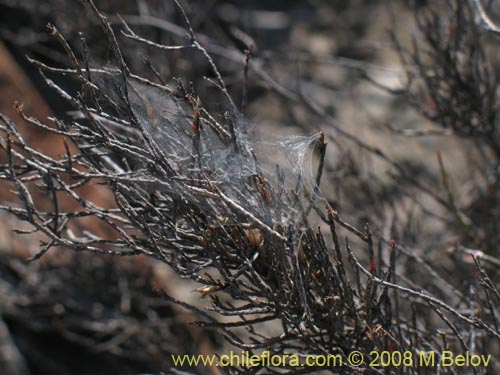 Image of Bakerolimon plumosum (). Click to enlarge parts of image.