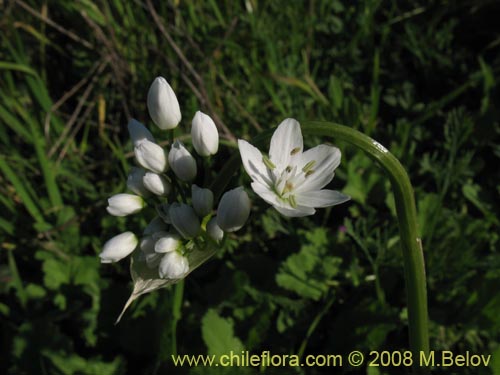 Image of Allium neapolitanum (Lagrimas de la virgen). Click to enlarge parts of image.