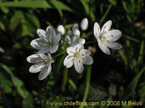 Allium neapolitanumの写真