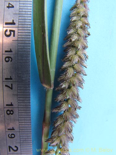 Image of Poaceae sp. #1957 (). Click to enlarge parts of image.