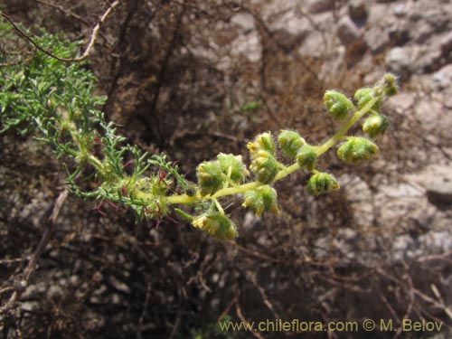 Imágen de Ambrosia artemisioides (). Haga un clic para aumentar parte de imágen.