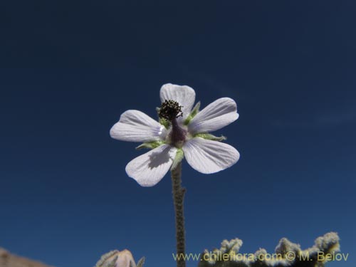 Tarasa operculataの写真