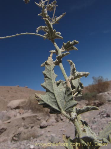 Image of Tarasa operculata (). Click to enlarge parts of image.